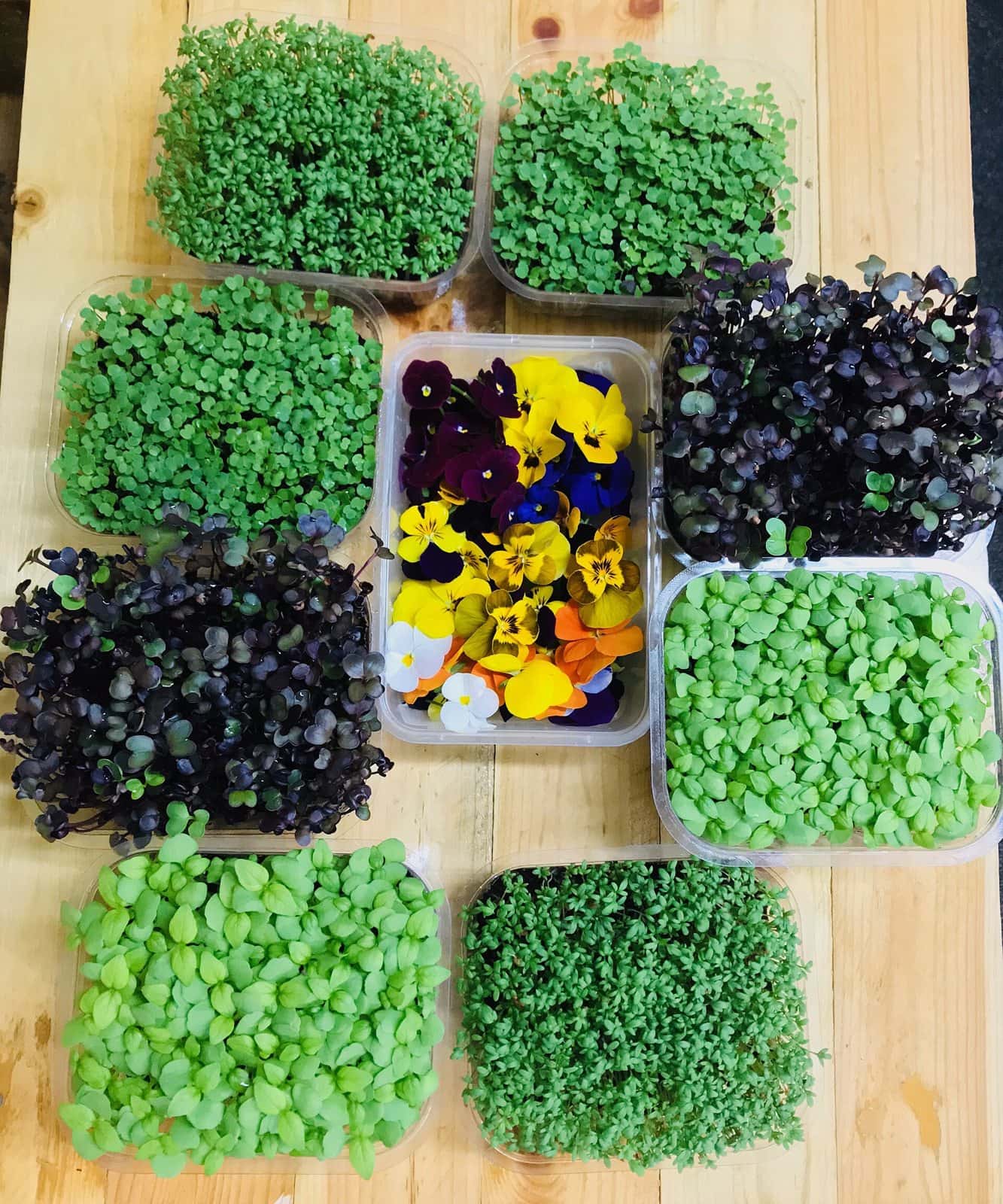 Assorted microgreen varieties and edible flowers in separate containers