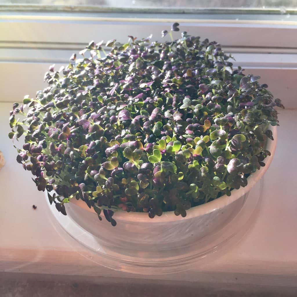 A dome of freshly grown mustard microgreens
