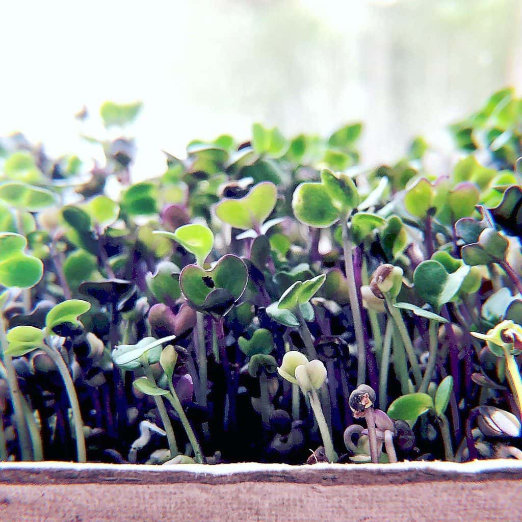 Purple-stemmed radish microgreens growing densely