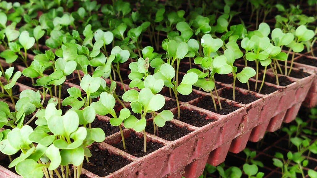 Close-up of seedlings unfurling their first leaves in a tray
