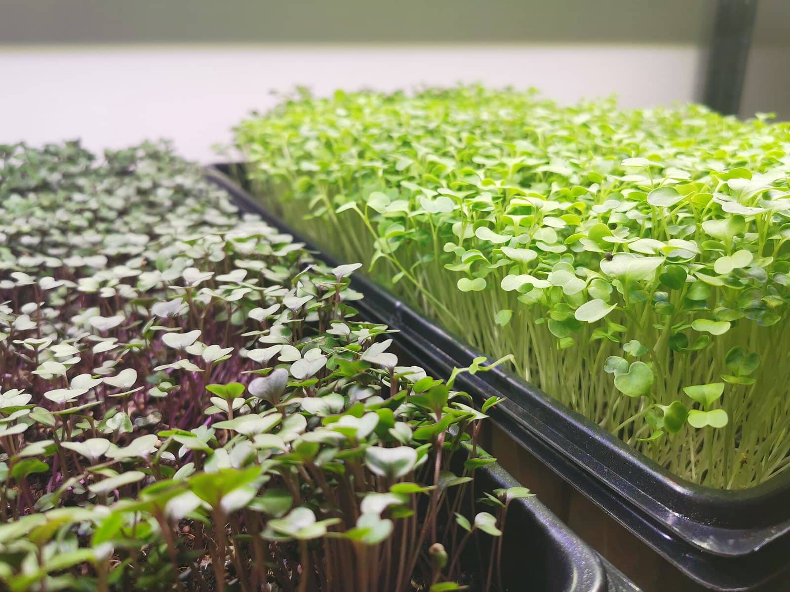 Trays of radish and broccoli microgreens grown side by side