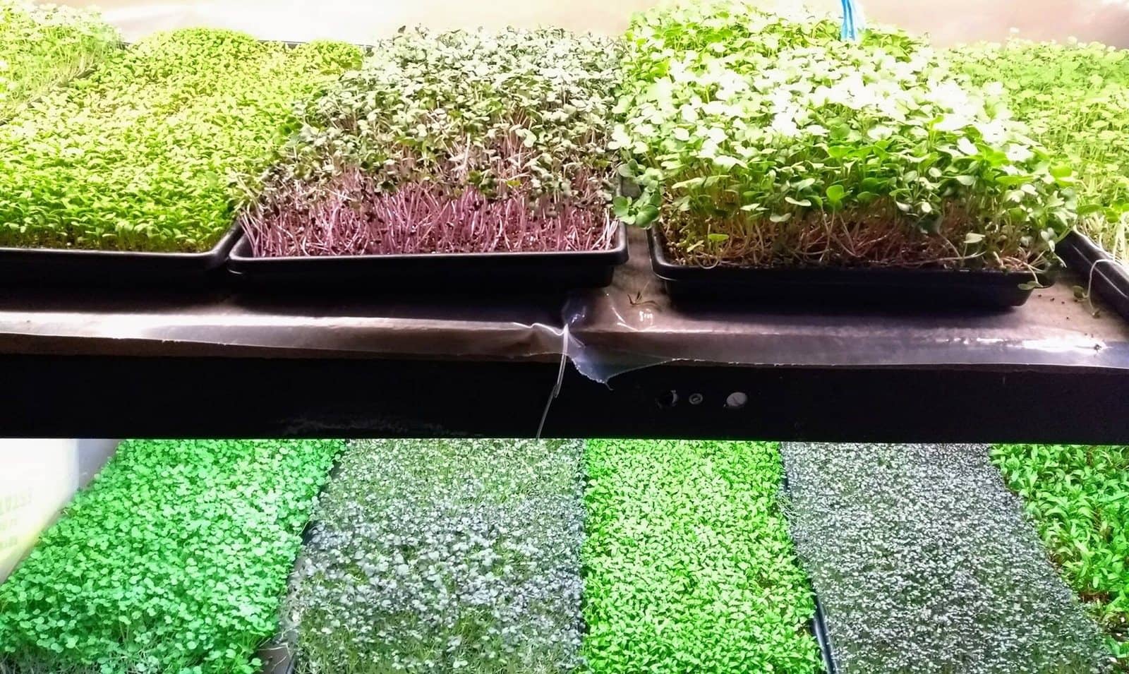 Racks of microgreen trays in several varieties, ready for harvest