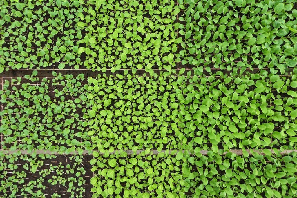 Overhead view of growing trays filled with young greens