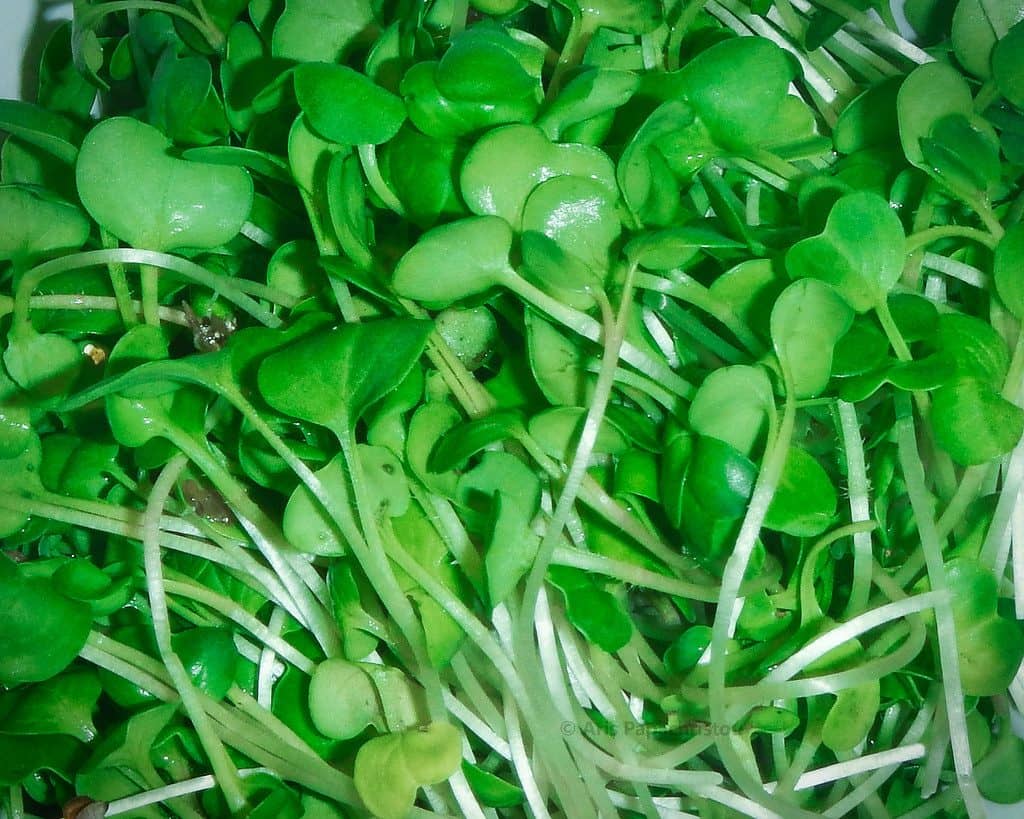 A dense carpet of bright green microgreen leaves