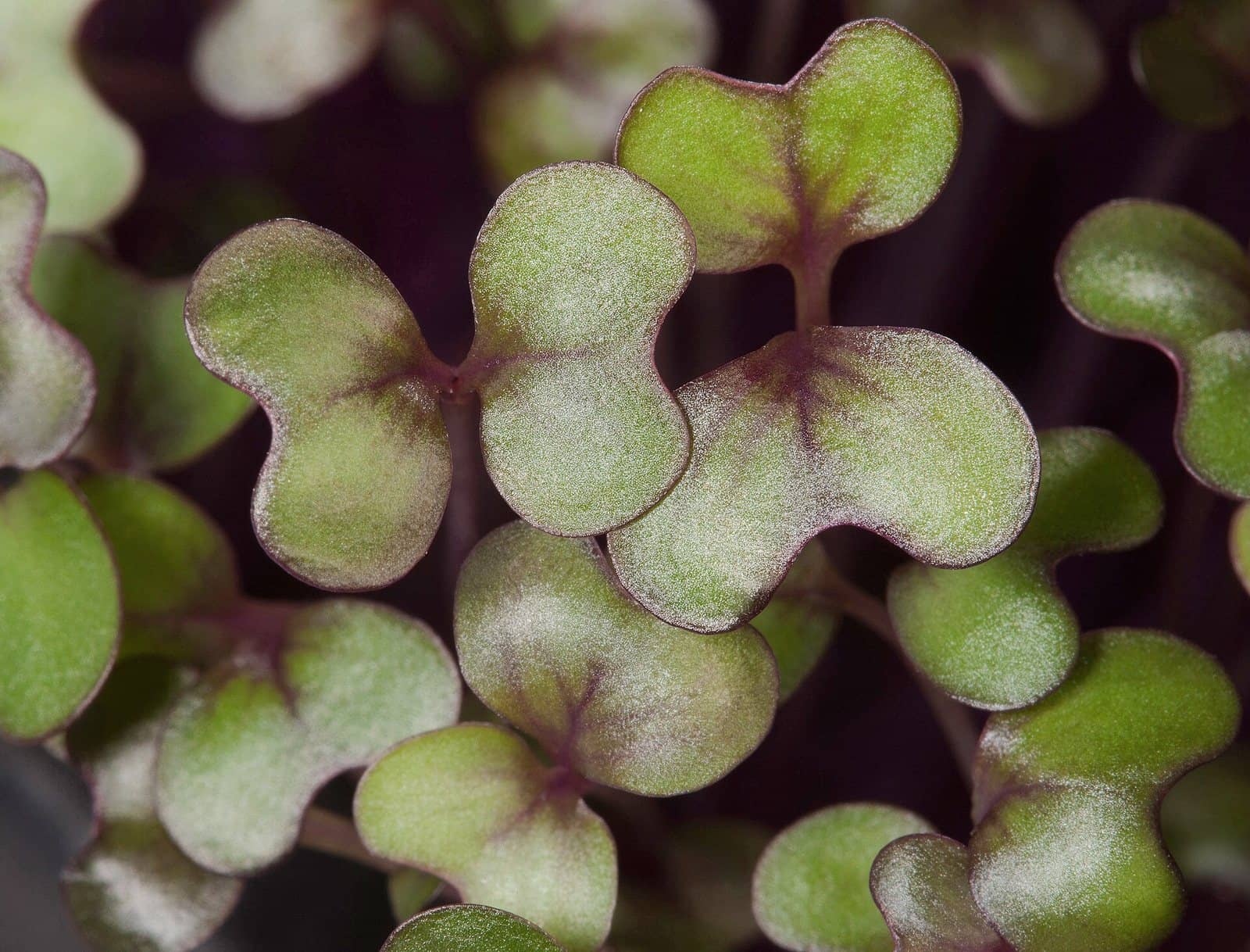 Close-up of red cabbage microgreens with violet-veined leaves