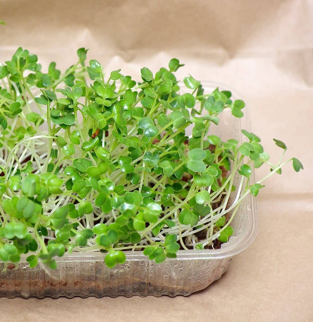 Fresh microgreens packed in a clear container, ready for delivery
