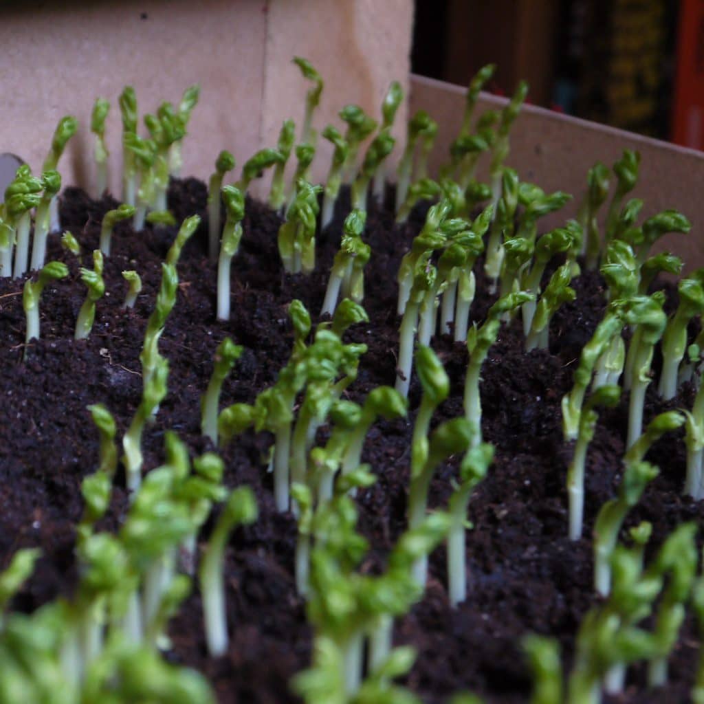 Young pea shoots rising from dark growing medium