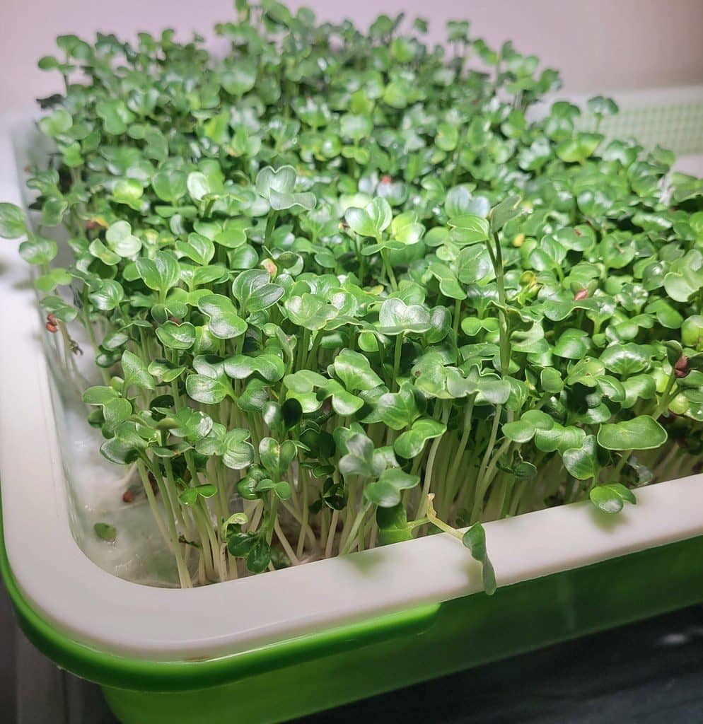 A tray of broccoli microgreens with tender green leaves
