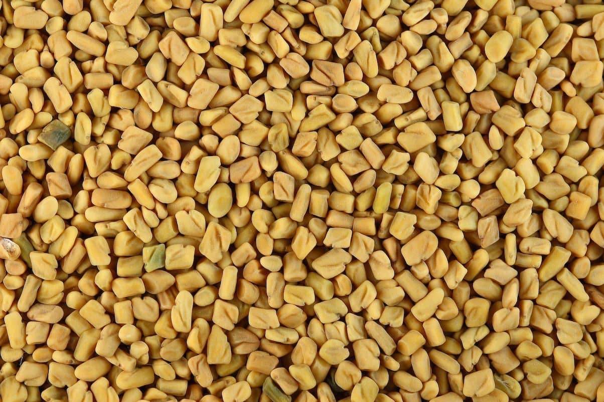 Golden fenugreek seeds, close up