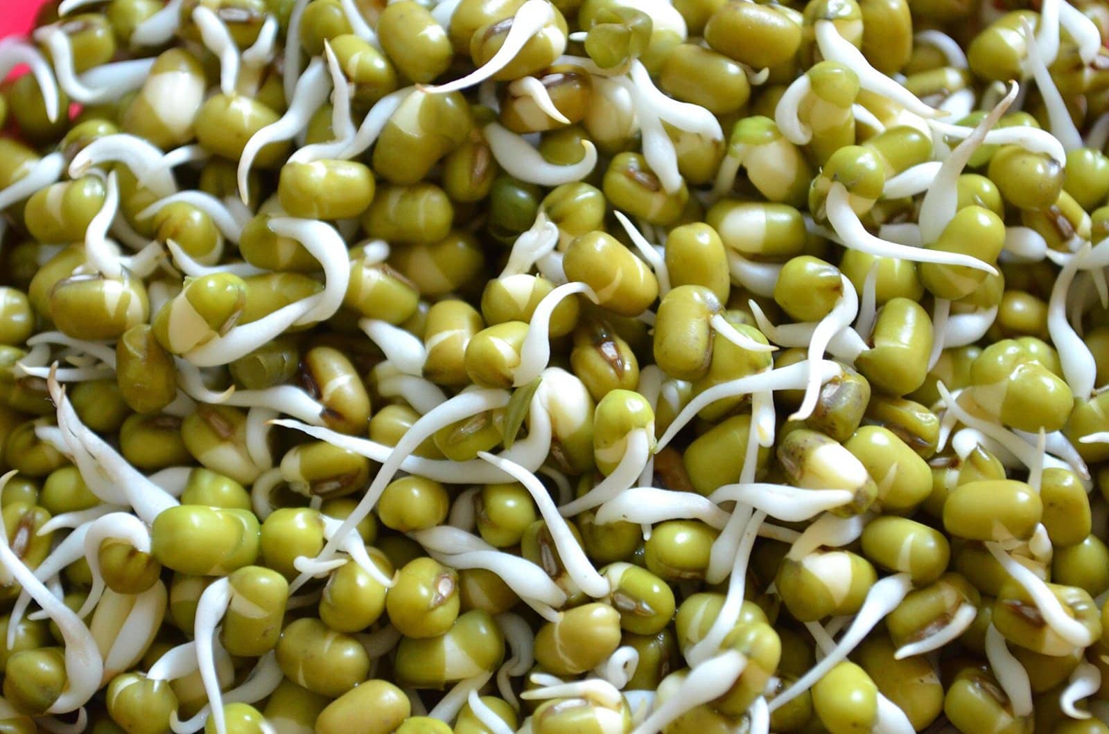 Soaked seeds just beginning to sprout